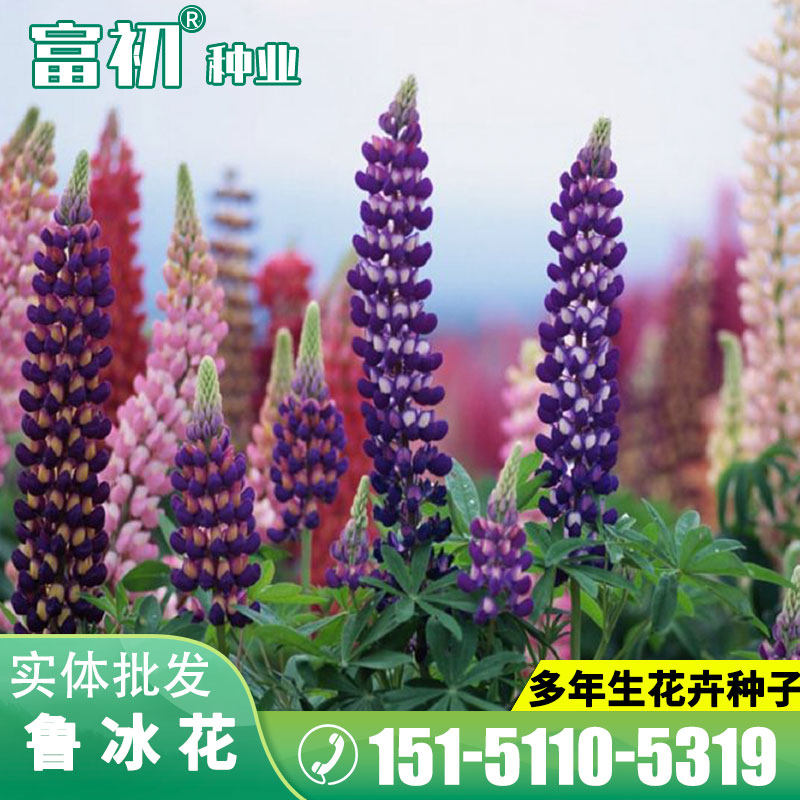 鲁冰花种子羽扇豆四季播易种原包装混合懒人庭院花园室外室内园林