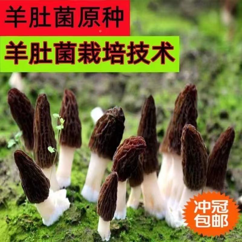 羊肚菌菌种、干货稀有蘑菇种植包