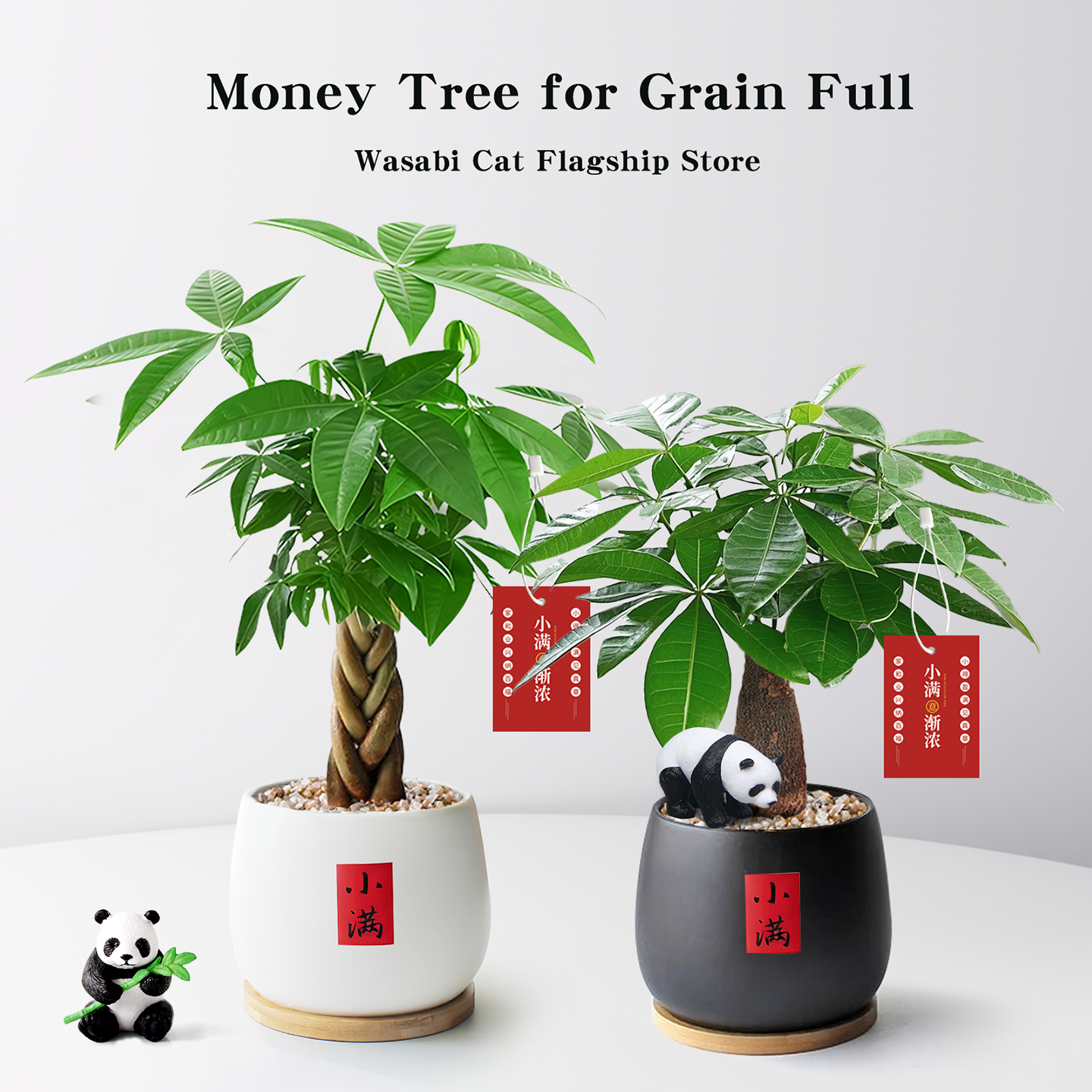 办公司内桌面绿植小满四季小盆栽