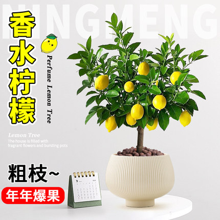 香水柠檬树盆栽带果可食用客厅绿植老桩花卉植物室内阳台名贵好养