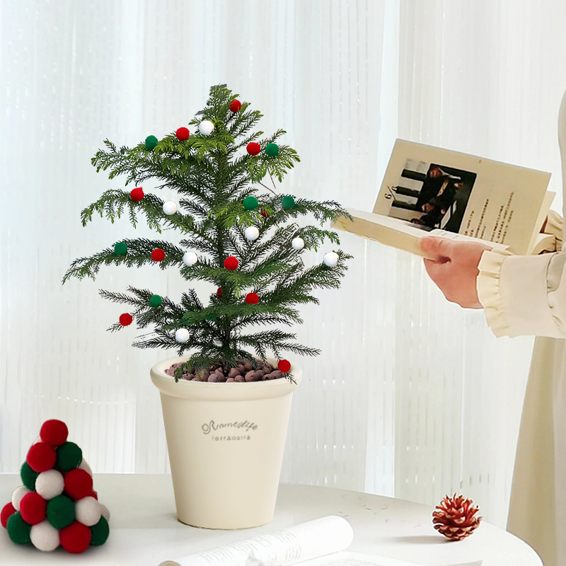 南洋杉盆栽节日送礼绿植