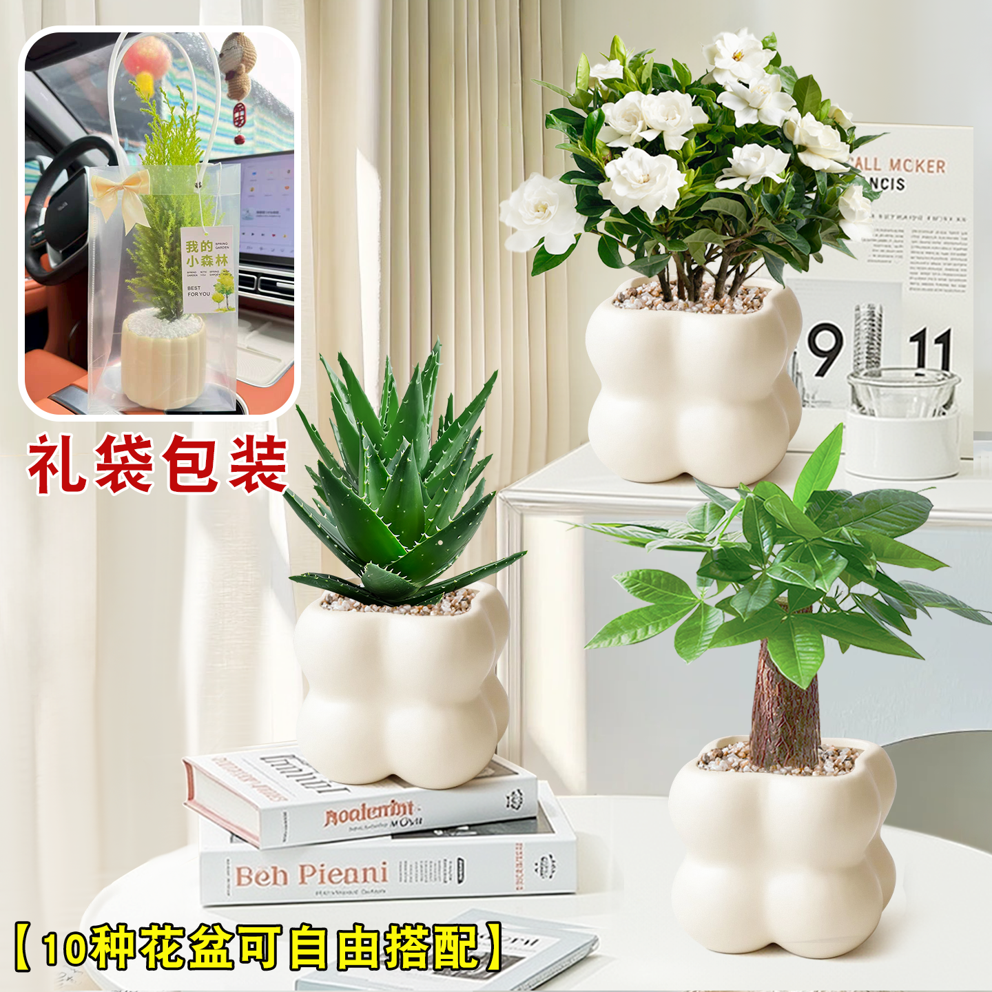送礼桌面办工室内盆栽好养小绿植