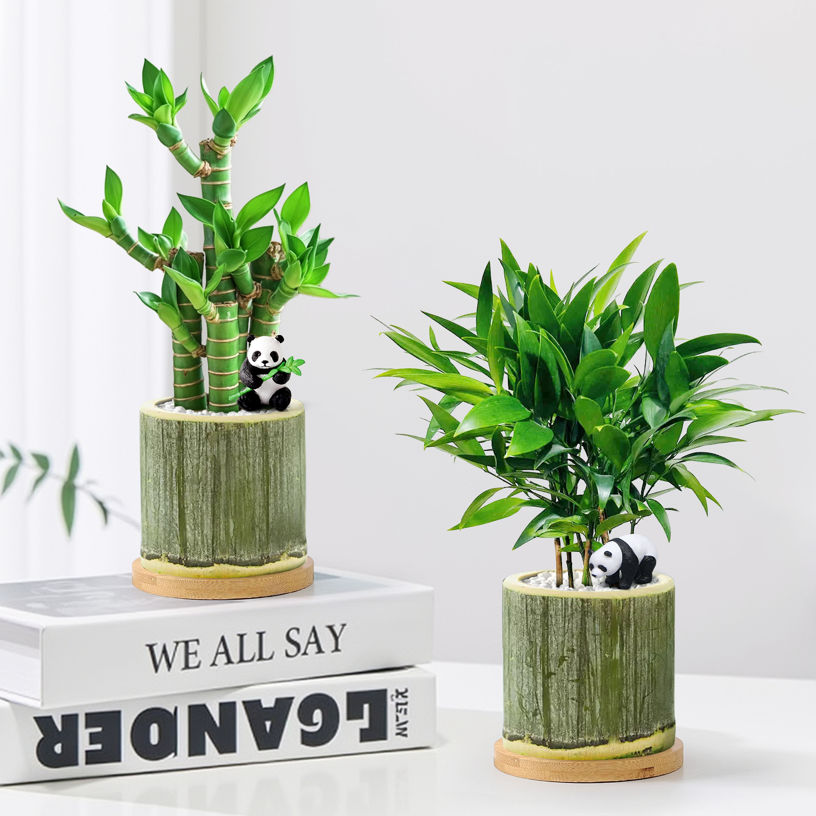 天然竹筒小盆栽透气好养