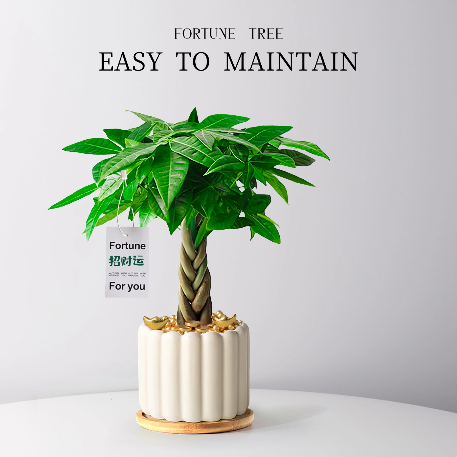 发财树小盆栽室内桌面招财植物办公室前台摆件四季常青绿植