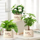 办公室桌面绿植小盆栽绿萝室内植物四季 懒人好养花卉幼儿园盆栽