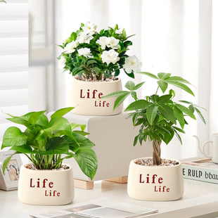 办公室桌面绿植小盆栽绿萝室内植物四季 懒人好养花卉幼儿园盆栽