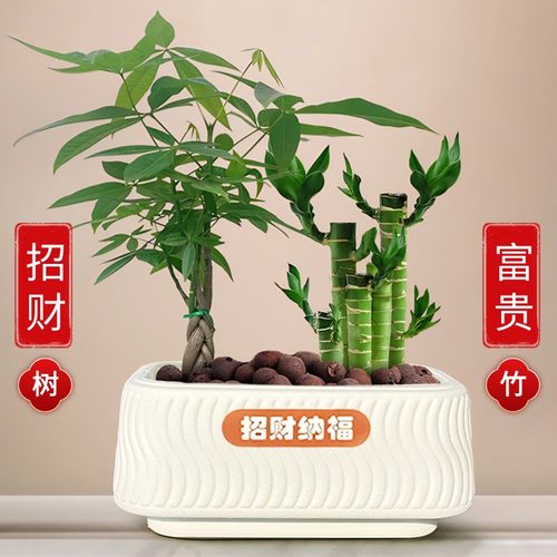 【招财纳福】发财树富贵竹盆栽