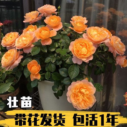 果汁阳台灌木月季带花苞多季开花