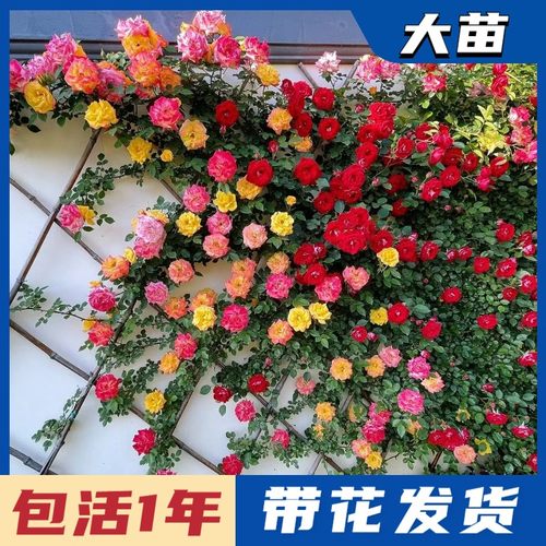 1米爬藤月季大苗带花苞多季开花