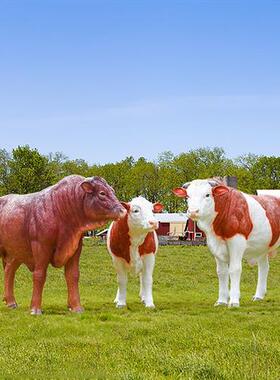 户外仿真大型黄牛玻璃钢雕塑草坪黑牛模型西门塔尔牛园林景观装饰