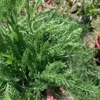 蓍草种子蓍草飞天蜈公草千薯叶一枝蒿籽中草药多年生草本植物种子