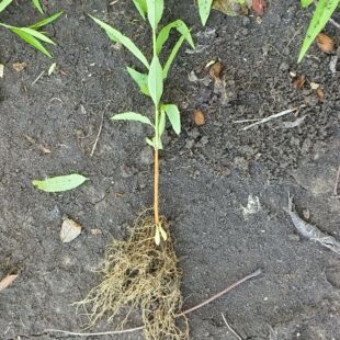 毛桃小苗毛桃实生苗嫁接各种桃树 李树 杏树 西梅等果树砧木苗