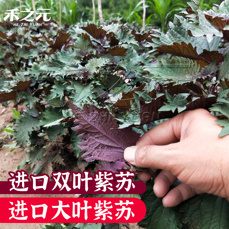双色苏子紫种大叶阳台盆栽蔬