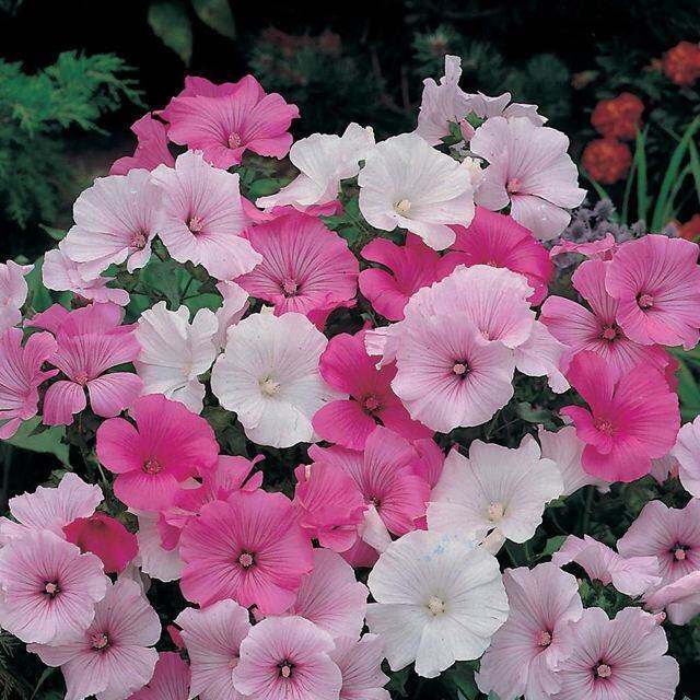 大花秋葵种子芙蓉葵草芙蓉多年生花期长草花阳台四季庭院花卉种子