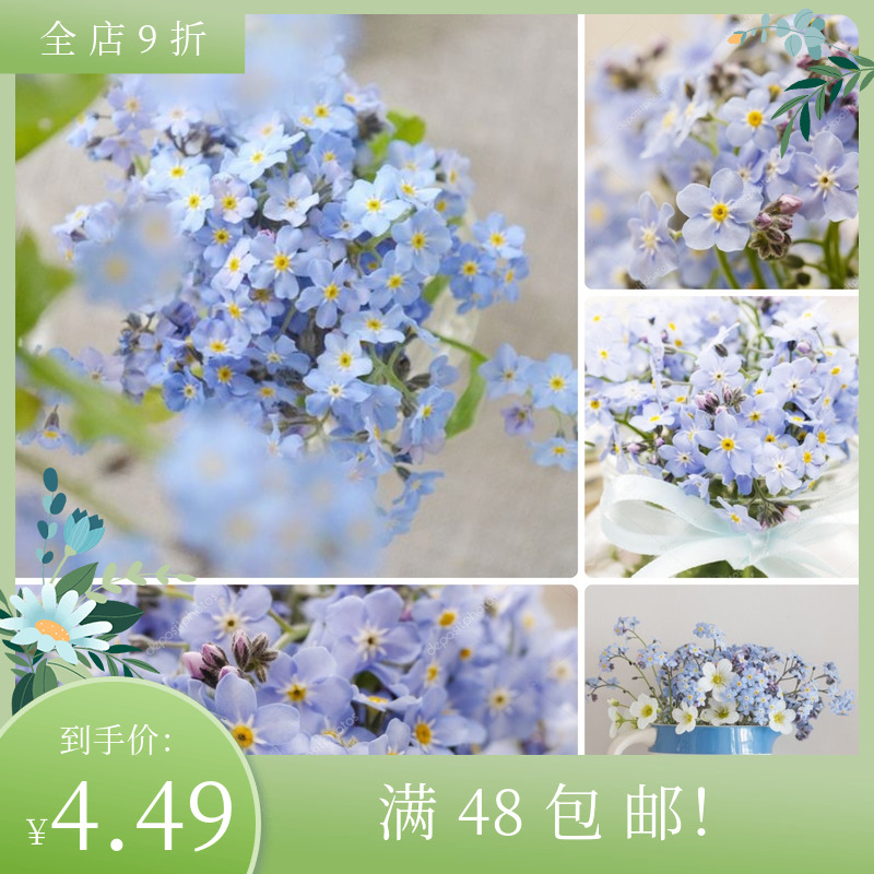 进口矮生勿忘我种子神秘森林