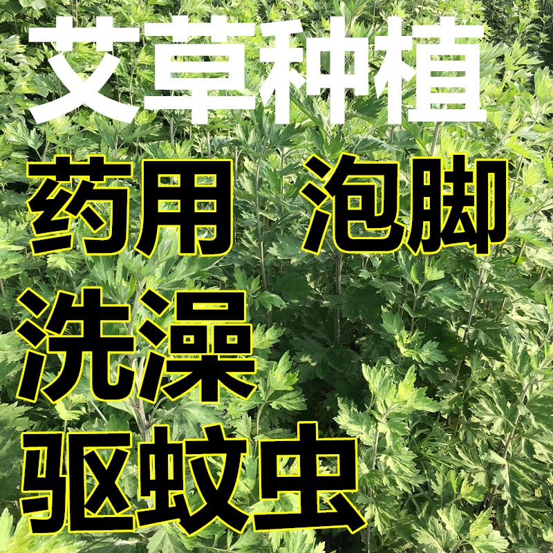 野生艾草种子大叶艾草种籽驱蚊植物香艾叶蕲艾四季种植药用食用