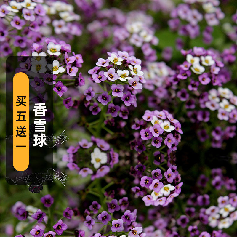 香雪球种子玉蝶球芳香庭芥花籽多年生花坛室内外阳台盆栽春秋季播,鲜花速递/花卉仿真/绿植园艺,家庭园艺种子,淘宝优惠券,粉丝福利购,淘宝优惠卷