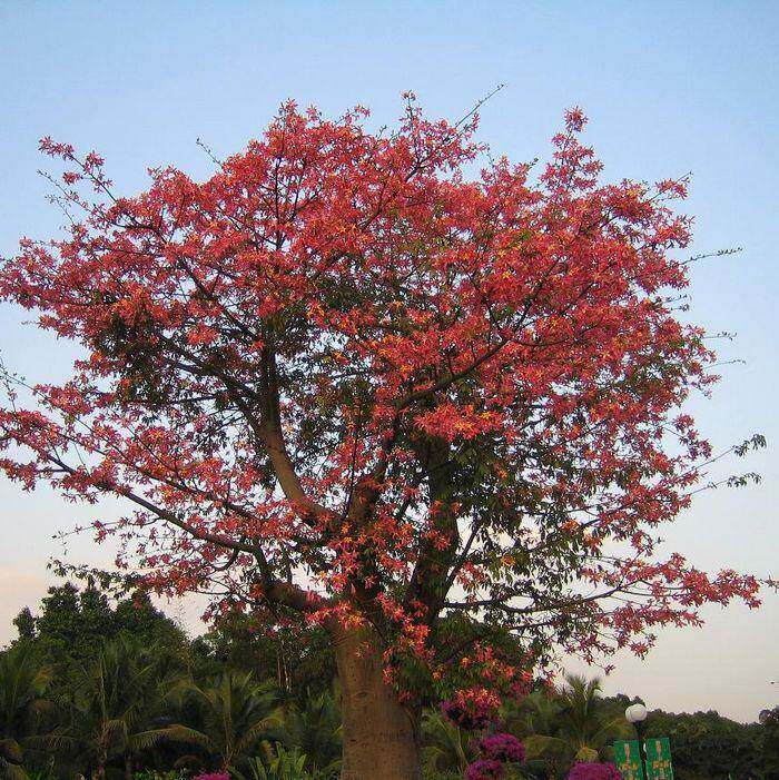 木棉花美丽异木棉种子绿化行道