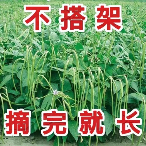 无架豆角种籽大全不搭长豇