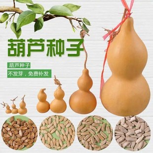 夏季 葫芦种子天然手捻大中小葫芦籽长嘴八宝葫芦种孑盆栽春季 种子