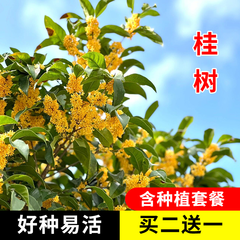 桂树花种子四季浓香型籽室