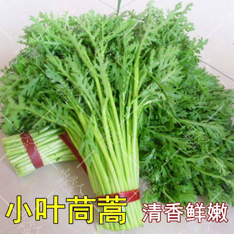 小叶茼蒿种子种籽皇帝菜光杆菜种菊花四季籽种青菜蔬菜孑菜籽菜种,鲜花速递/花卉仿真/绿植园艺,家庭园艺种子,淘宝优惠券,粉丝福利购,淘宝优惠卷