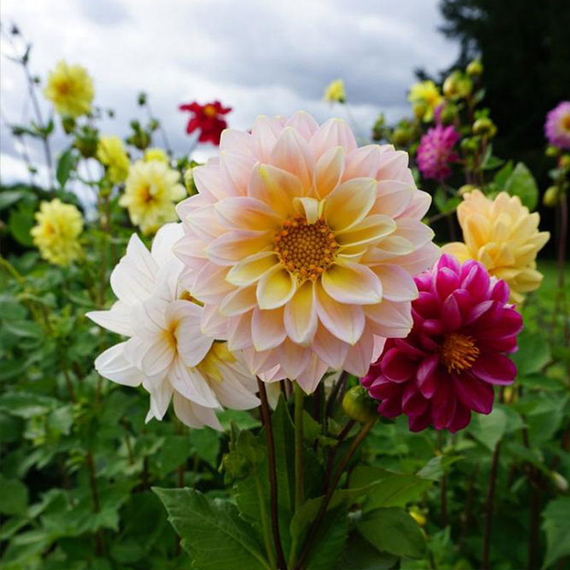 开花重瓣太阳小丽易活植