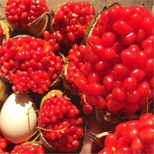 【当年新种子】正宗云南重楼种子七叶一枝花大叶高杆重楼籽独角莲