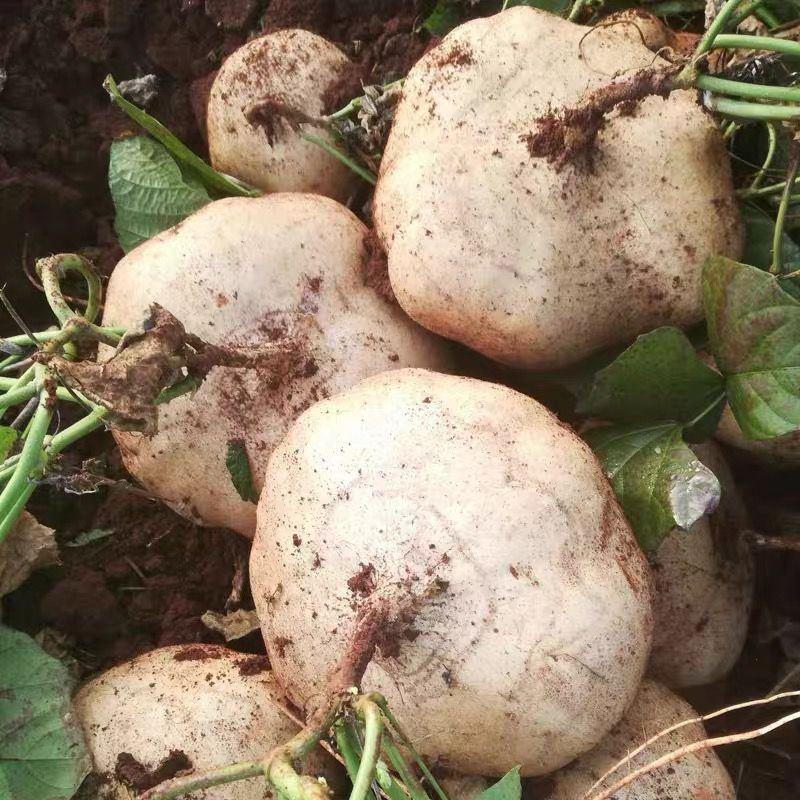 牧马山地瓜凉茹种子早熟地瓜水果地瓜沙葛凉薯土瓜种蔬菜种子