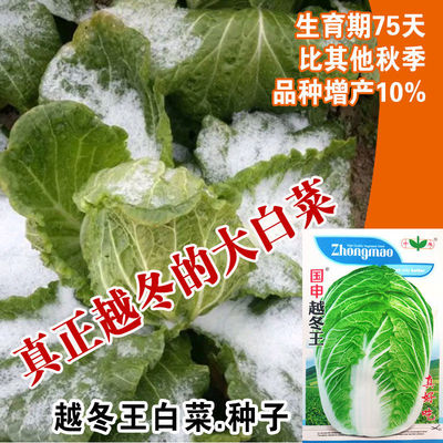 越冬王白菜种籽抗烧心寒秋