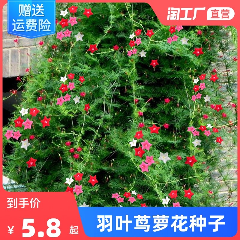 羽叶茑萝花种籽子四季花籽庭院阳台盆栽爬藤花卉植物五角星花种子