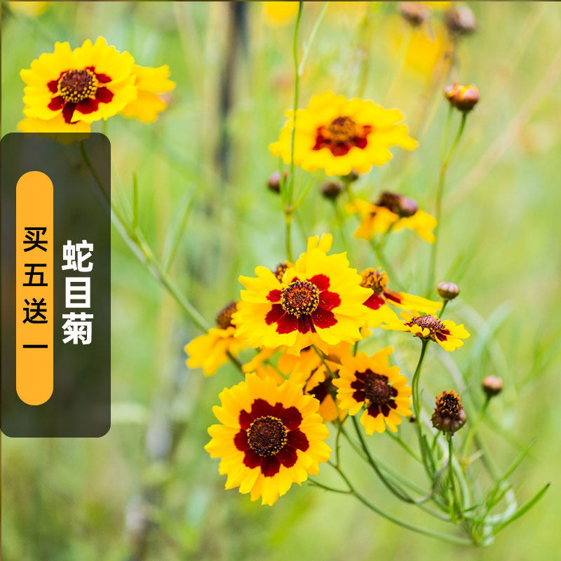 蛇目菊种子100粒两色金鸡菊金钱菊花籽花坛阳台盆栽长花期春季播