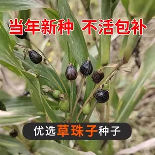 草珠子种子野生圆形薏苡草菩提薏珠子玩耍散珠手串手链门帘佛珠子