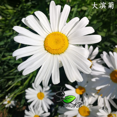 GC10大滨菊西洋种子宁夏小蚂