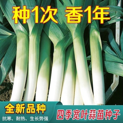 四季宽叶蒜苗种子一年采收