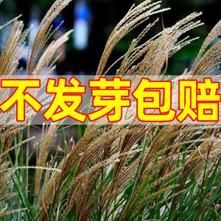野芒草种子四季易活护坡固土