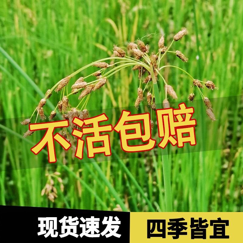水葱种子水生植物水葱草野生水葱苗青叶水葱花叶水葱净化水质