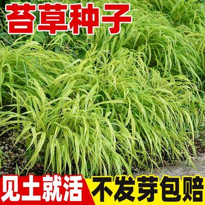 苔草种子四季常青草种籽