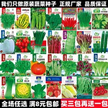 蔬菜种子四季播盆栽阳台庭院香菜青菜黄西瓜生菜小葱番茄籽孑大全