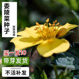 委陵菜种籽白头翁种子蛤蟆草种子庭院多年生景观地被植物耐寒耐阴