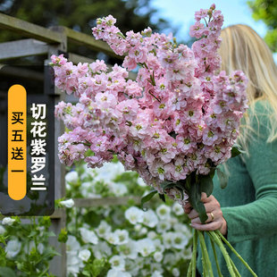 切花紫罗兰种子100粒四桃克草桂花富贵花籽阳台室外盆栽春秋季播