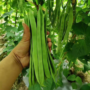 三扁豆种子芸豆油豆大扁豆大刀豆豆角种籽农家春季秋季蔬菜种子孑