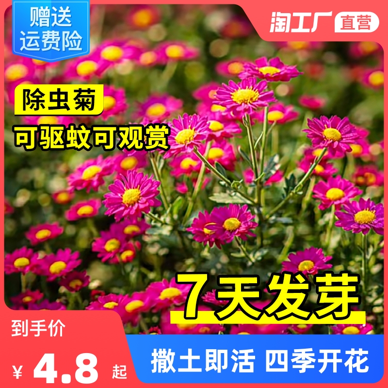 除虫菊种子驱蚊草花籽多年生