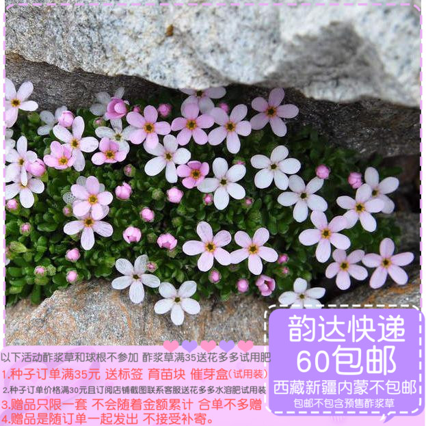 【种子】多年生报春花科高山