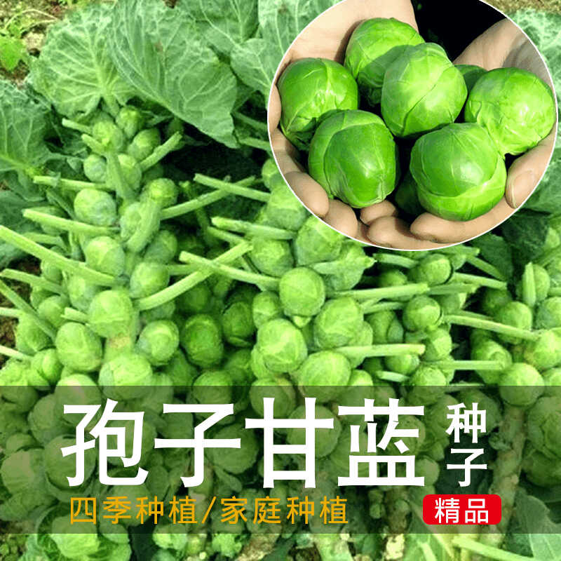 孢子甘蓝种子抱子甘蓝籽春秋季小型芽球包心菜阳台四季蔬菜种