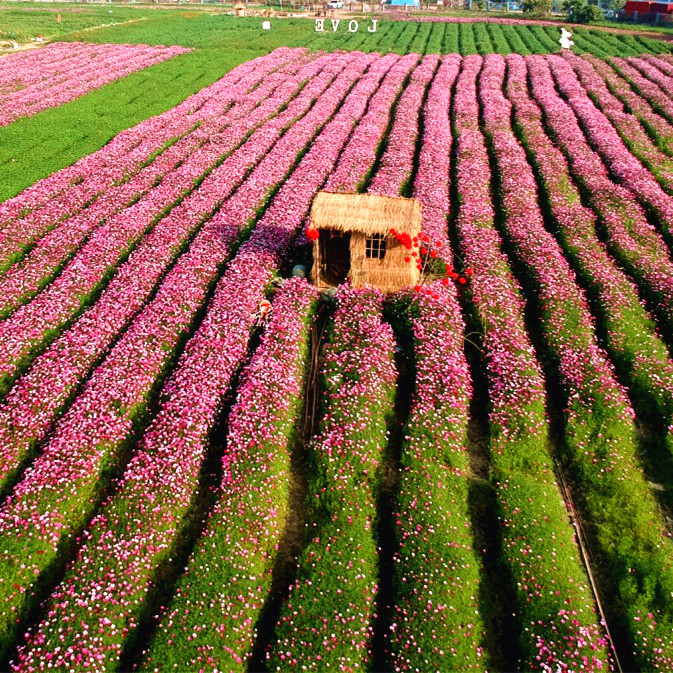 波斯菊花种子格桑籽四季播开