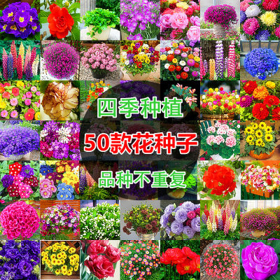 50款不重复四季易种花子开断