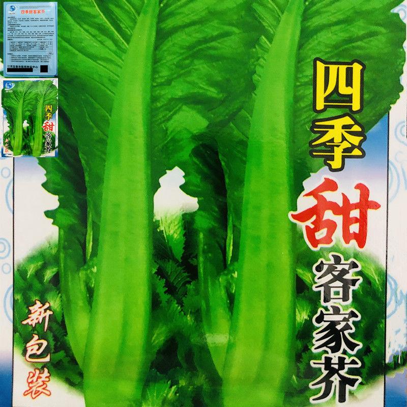 四季客家芥菜种子正宗甜大