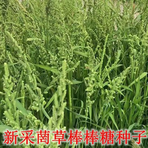 新采种子耐寒水冬季稗
