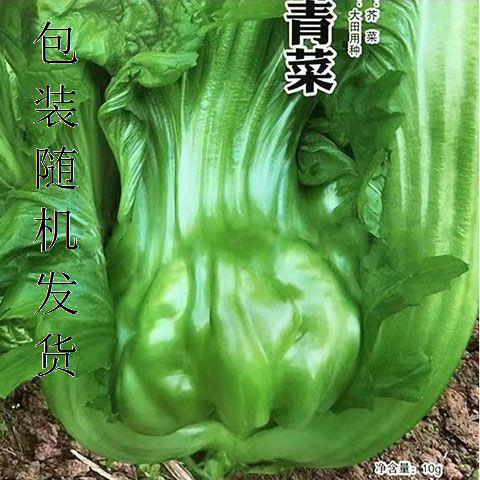 【今年新种】宽帮青菜子酸